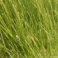 Syringodium isoetifolium (Asch.) Dandy